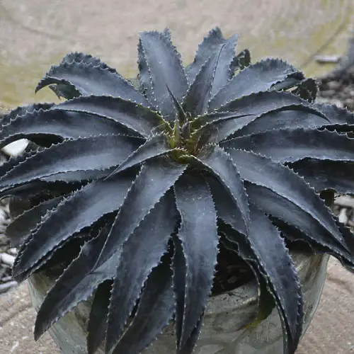 Best Black Magic Plants for the Garden