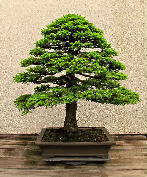 Amazing Lush Green Black Spruce