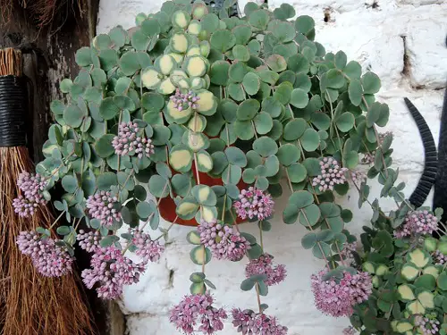 Lengthy-stemmed succulent plants 16