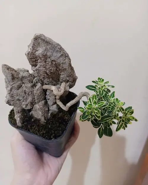 beautiful Best Snow Rose Bonsai Pictures
