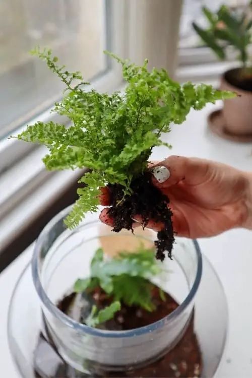 The Best Indoor Terrarium Plants