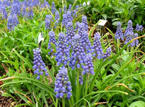 Best Bulbs to Grow Under the Oak Tree
