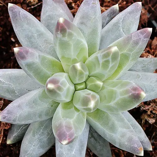 Expensive Succulents in the World