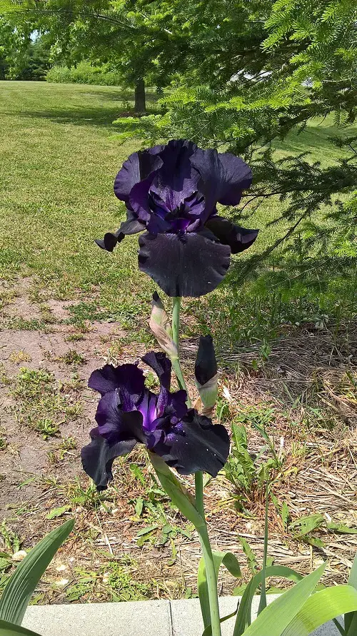 Old Black Magic Iris plant