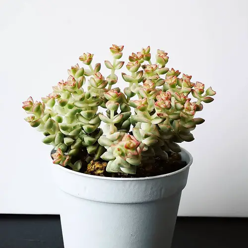 Variegated Succulents for Growing