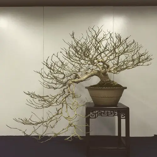 Best Magnolia Bonsai Tree Pictures 4