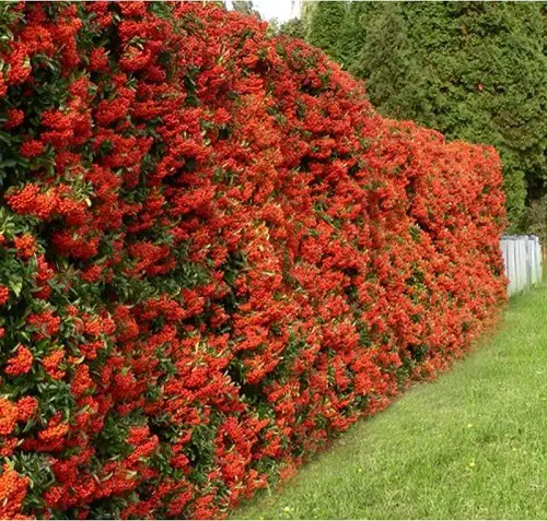 Low-Maintenance Shrubbery 1