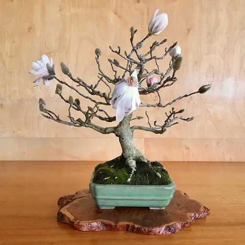 Best Magnolia Bonsai Tree 21