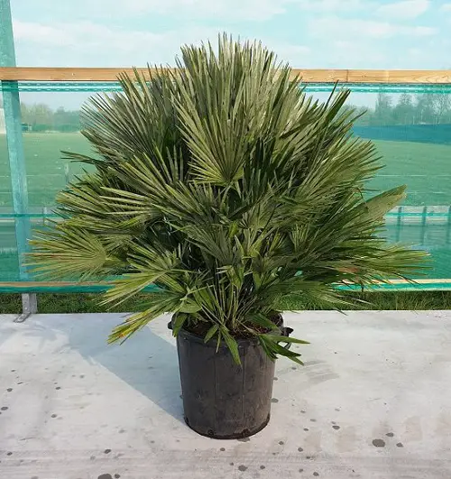top best  Palm Trees in Florida