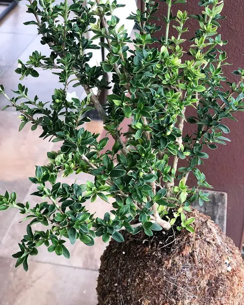 Snow Rose Bonsai Pictures indoor