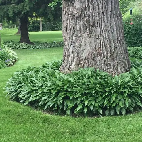 Best Perennials to Grow Under the Oak Tree