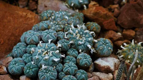 top Expensive Succulents in the World