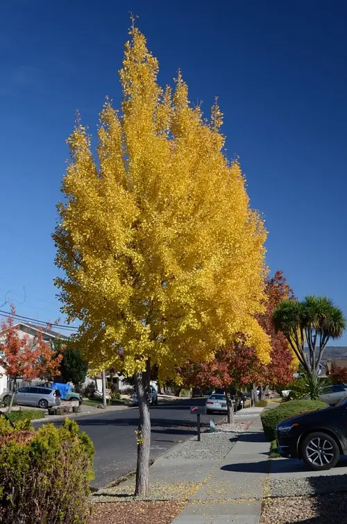 Amazing Tall Skinny Trees