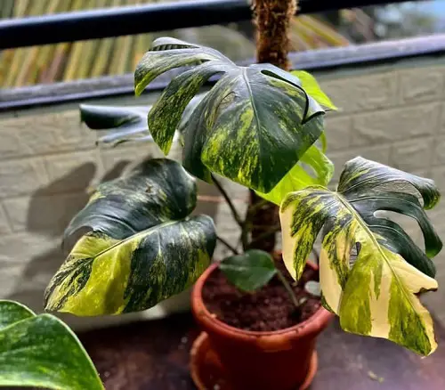 Best Monstera Albo Varieties in garden