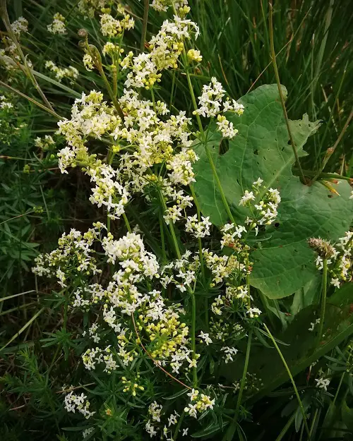 top Best Weeds with White Flowers