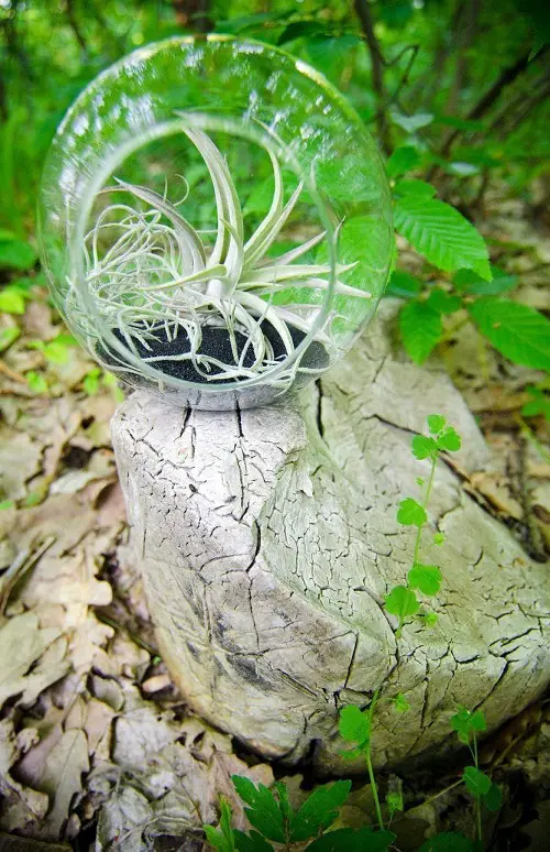 Air Plant in a Terrarium with Gravel