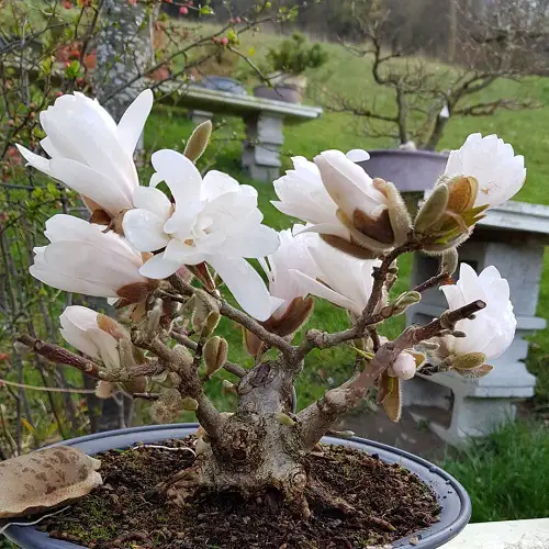 Huge White Blooms on Bonsai Magnolia
