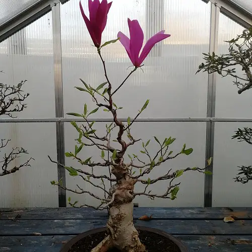 Best Magnolia Bonsai