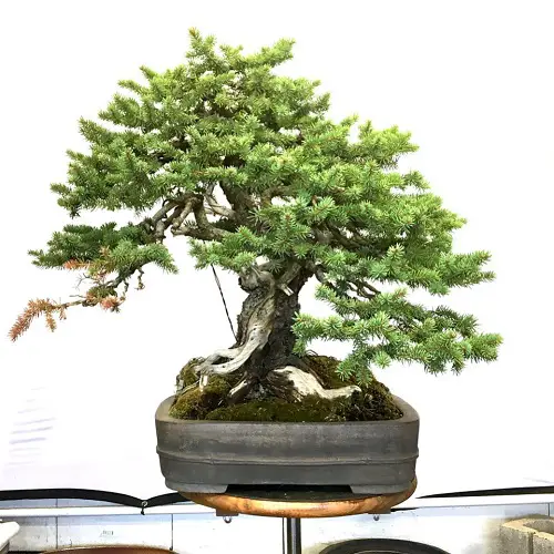 Black Spruce with Amazing Foliage