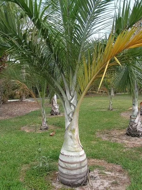 Palm Trees in Florida garden