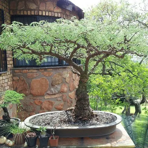 Acacia Bonsai outdoor
