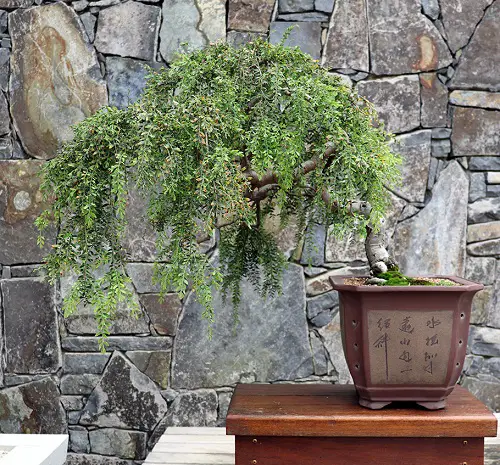 Acacia Bonsai on wooden table