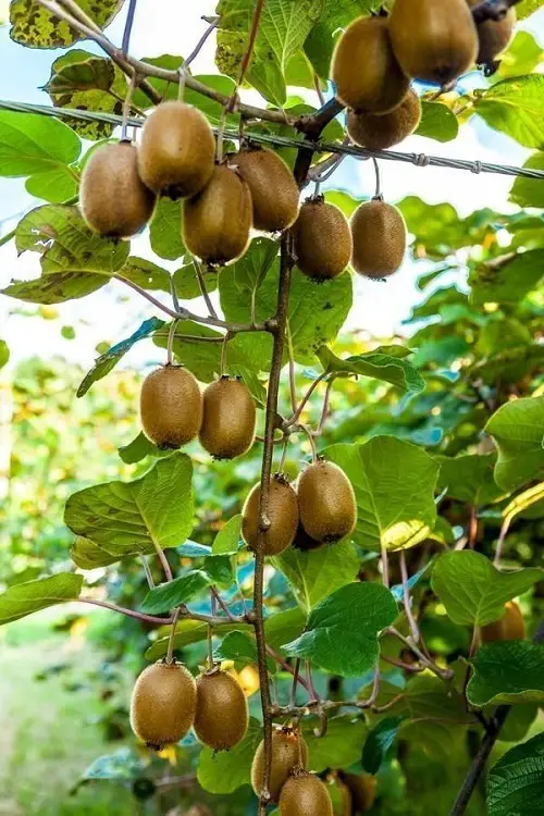 Top Green Fruits: Photographs 
