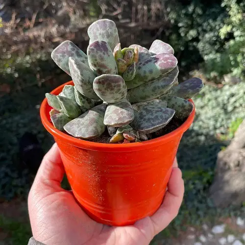 best Adorable round succulent leaves