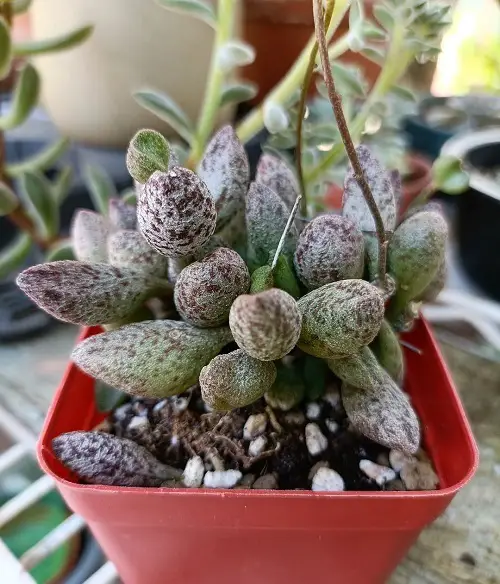 top Most Expensive Succulents in the World