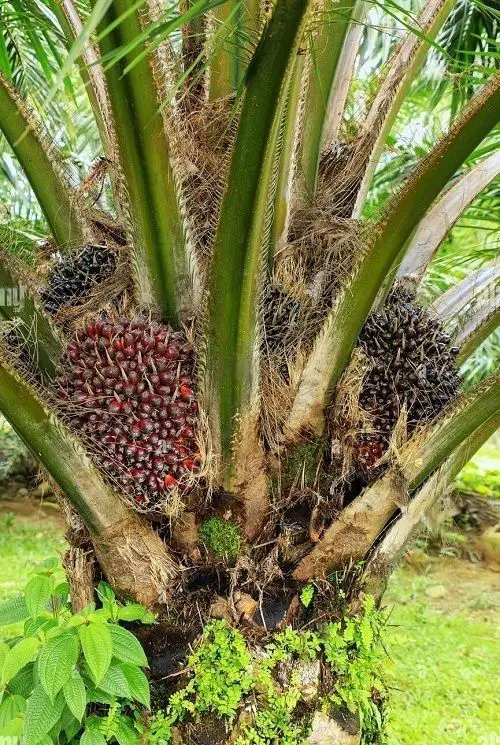 beautiful List of Best Palm Fruits