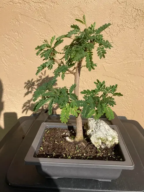 Best Mimosa Tree Bonsai Pictures4