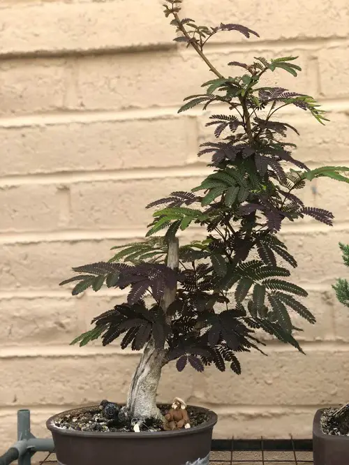 Greatest Bonsai Images of Mimosa Trees4