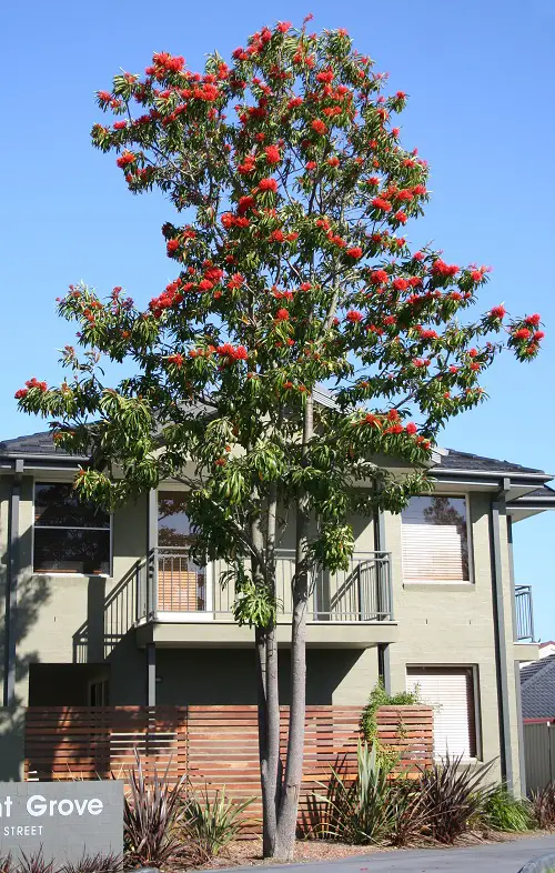 Amazing Types of Flame Trees 