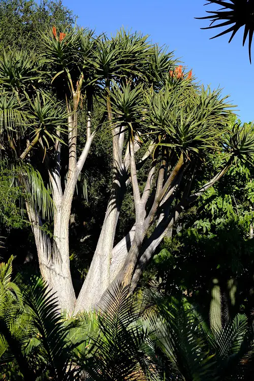 Amazing Superior Elevated Succulents