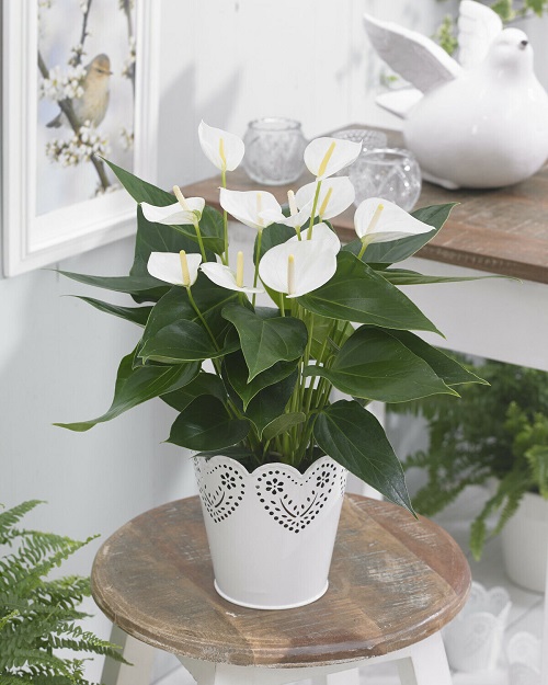 Best Indoor Plants With White Flowers 2