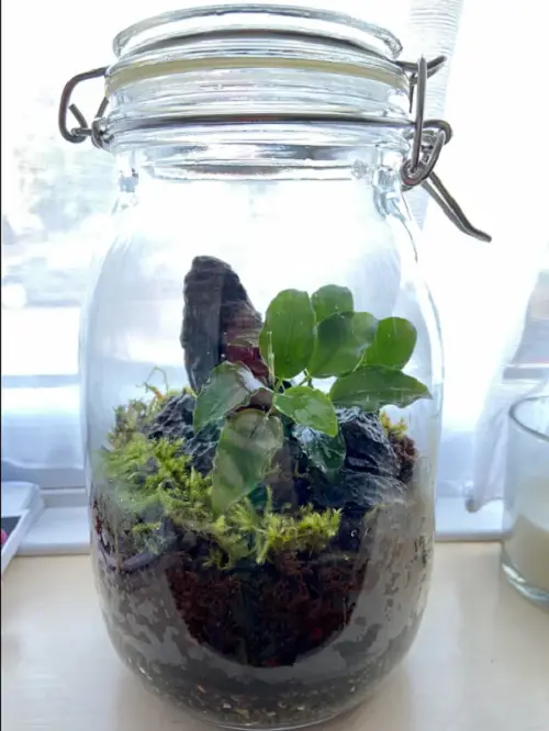 33 Best Terrariums Plants | Top Plants for Indoor Terrarium