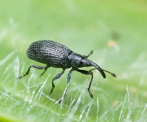 best Small Black Insects Resembling Poppy Seeds