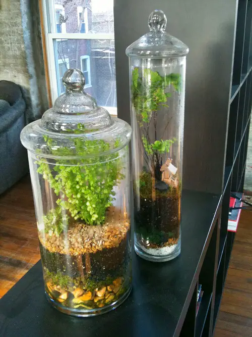 Plants for Indoor Gardens