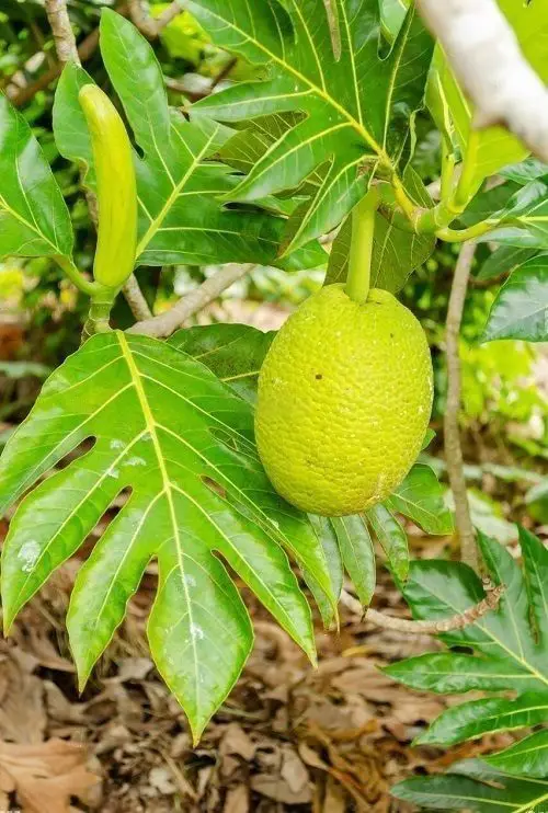 Best Green Fruits with Pictures 14