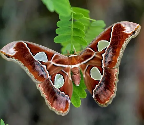 Adorable Moths That Equal Butterflies in Beauty