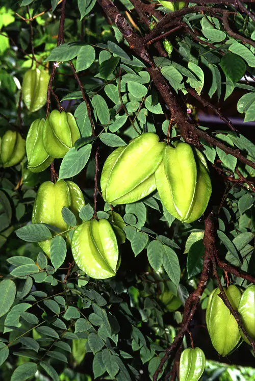 Best Green Fruits with Pictures