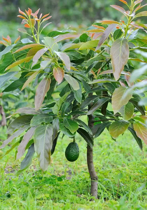 Green Fruits with Pictures