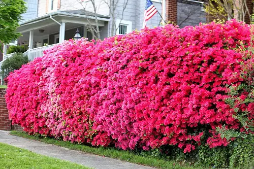 Plants for Privacy in Florida