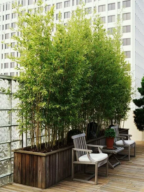 Best Plants for Privacy in Florida in balcony