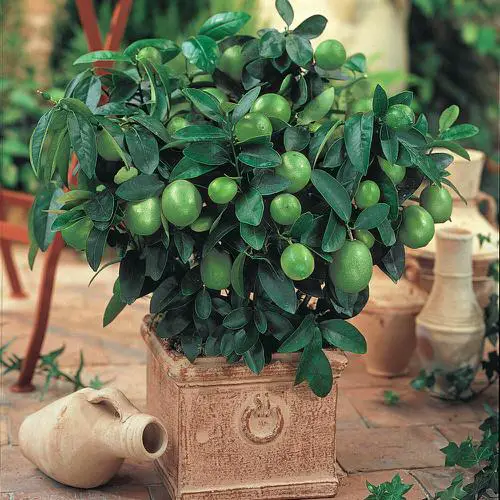 Outstanding Green Fruits Images 