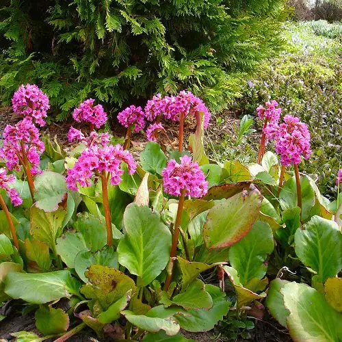 rabbit-repellant flower names 4