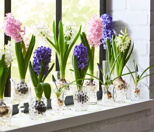 Best Bulbs to Grow in Water