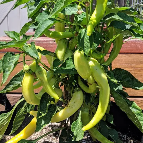 When to Plant Green Peppers in Mid Florida