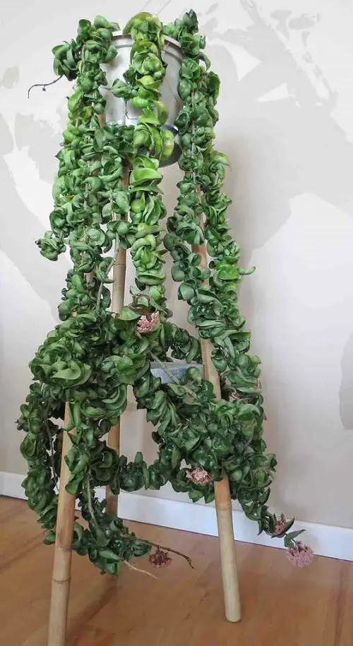 Long-stemmed succulents 10