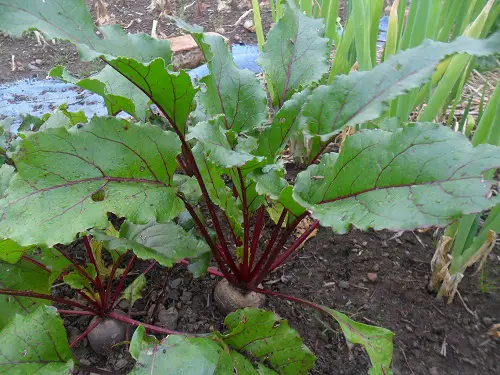 Best Purple Vegetables to Grow in yard